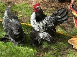 Gorgeous bantams looking for a new home