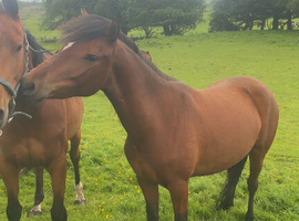 3 year old pony mare
