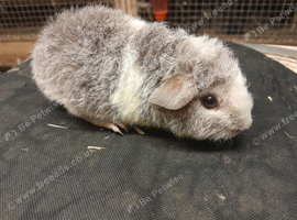 Baby guinea pigs availa&sup2;ble