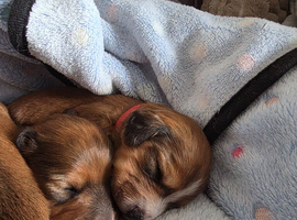 Long haired shaded red dashund x jack russell