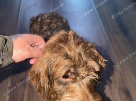 Wire haired dachshund female