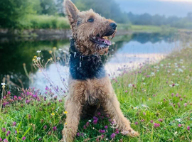 Eight Airedale terrier puppies from champion bloodline