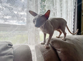 Ginger - Petite Silver Sphynx Girl - &pound;800