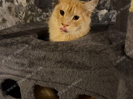 2 Maine coons needing a home