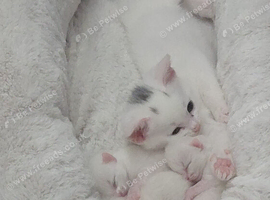 Male kitten ready to go