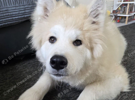 7 month old Japanese akita