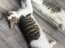 Adorable Female Kitten &ndash; Friendly & Playful