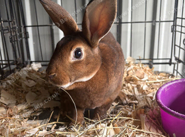 Mini Rex buck