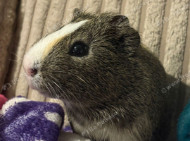 MALE single pig