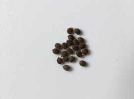 Stick insect eggs