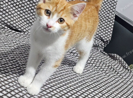 Kitten for sale