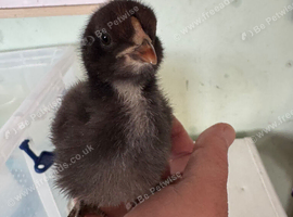 2 unsexed Olive egger chicks