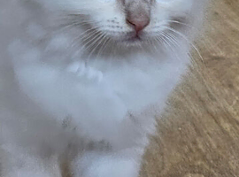 Fluffy, Friendly Ragdoll Kittens