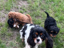 Cavapoo (Girls)