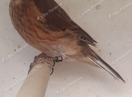 Linnets cock birds