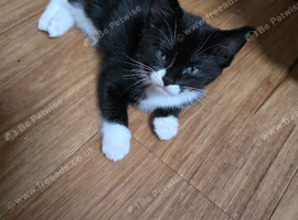 Ragdoll mixed breed.