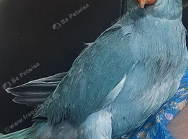Indian ringneck blue