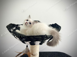 Beautiful Blue Bicolor Ragdoll - Loving, Playful & Full of Personality