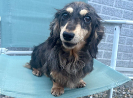 Dachshund