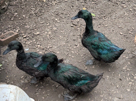 3 Cayuga ducks
