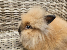 Cute double maned lionheads