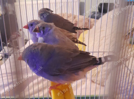 Finches