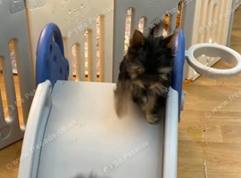 Yorkshire terrier girl puppy