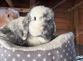 Mini lop doe 18 months