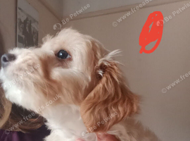 Fully vaccinated Cockapoo x Jack Russell