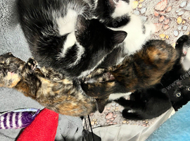 2 lovely kittens