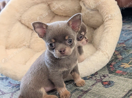 Beautiful quality BLUE/LILAC apple head chihuahuas