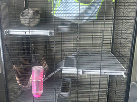 Two chinchillas with cage for sale female and male