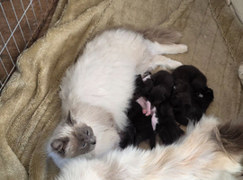 Ragdoll x kittens