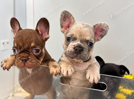 READY NOW KC Registered French Bulldog Puppies