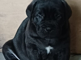 Cane corso girl