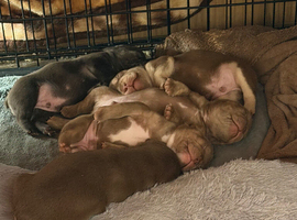 Puppy&rsquo;s