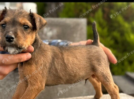 Lakeland terrier