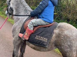 Lead rein pony