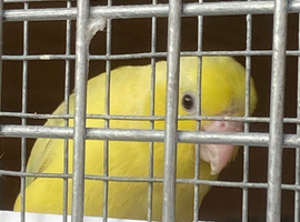 Female Parrotlet