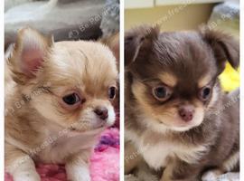 Stunning Russian/Thai long coat puppies