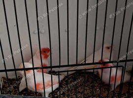Red white mofics