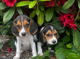 Beagle pups