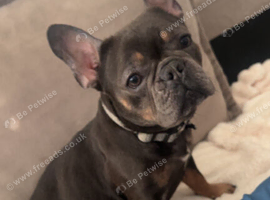 French bulldog