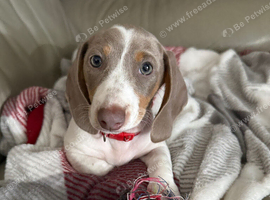 Miniature Piebald Dachshund puppy Girl
