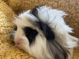 Baby Guinea Pigs in Camborne