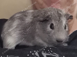 Guinea pig and cagec