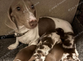 Long haired dachshund puppies