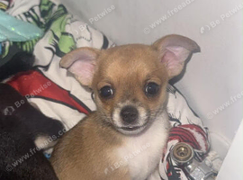 Chihuahua cross patterdale terrier