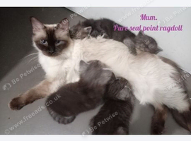 Stunning Ragdoll x British short hair kittens