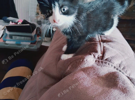 Last kitten left